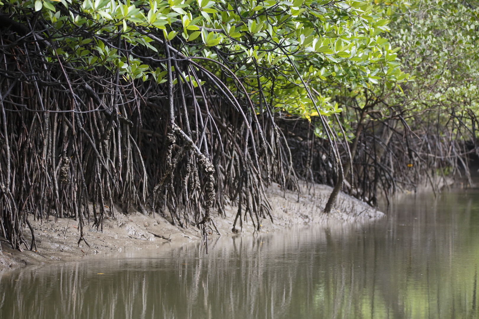 Kuching Wetlands National Park