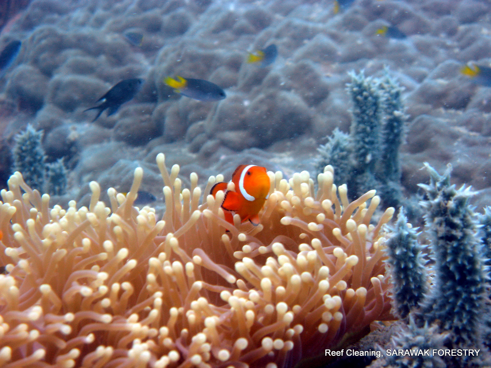 Marine Life