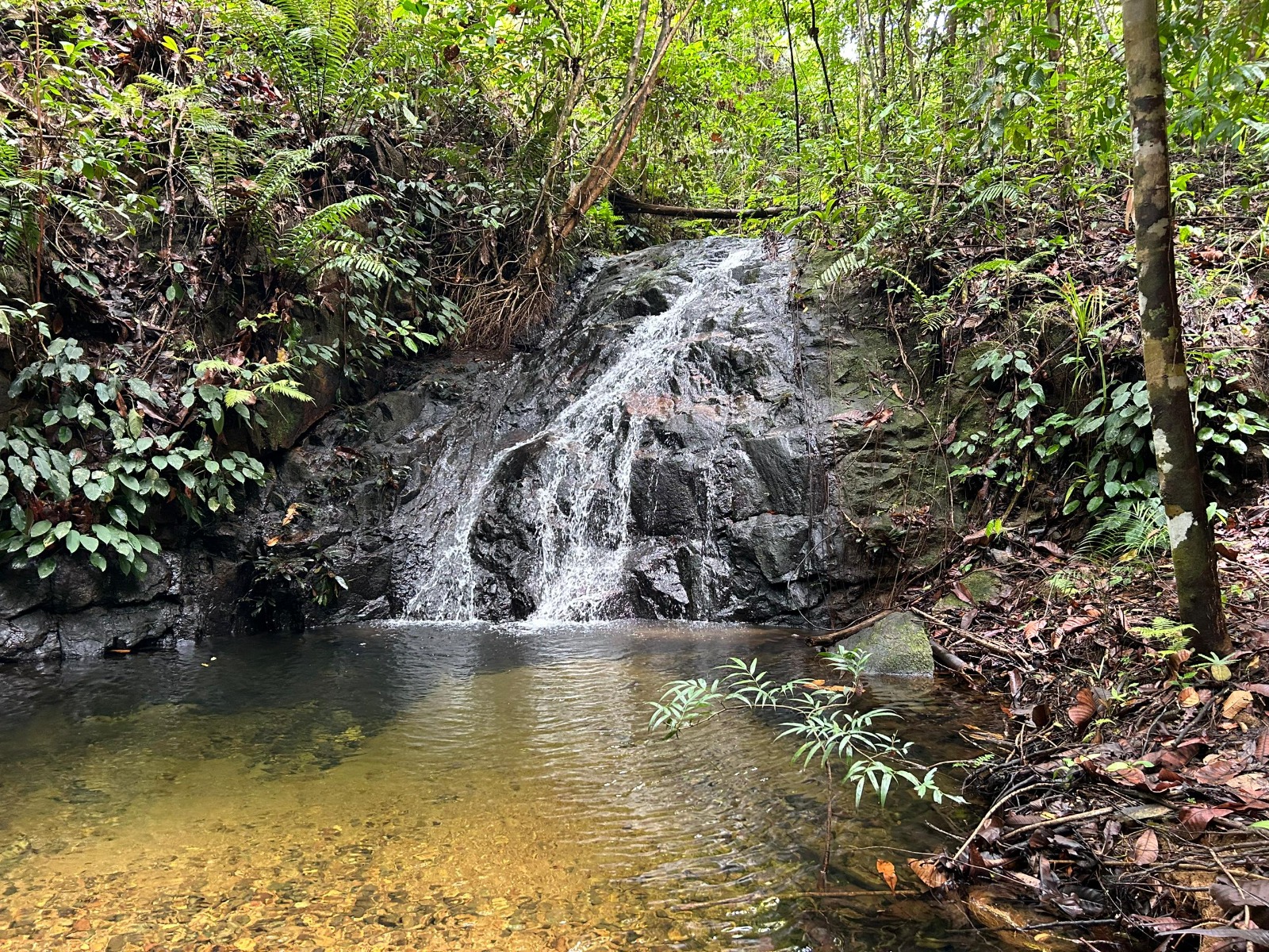 Granodiorite Gunung Jagoi