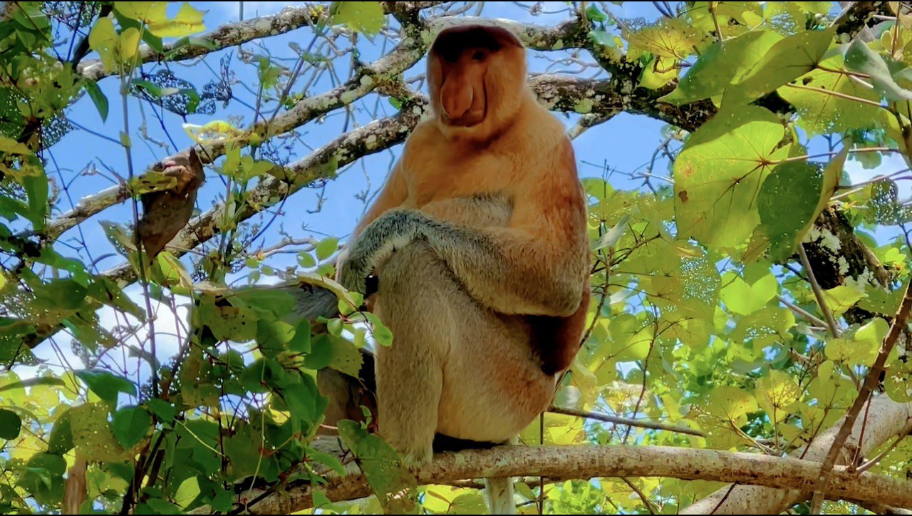 Proboscis Monkey