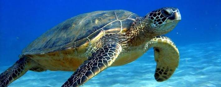 Sea Turtle