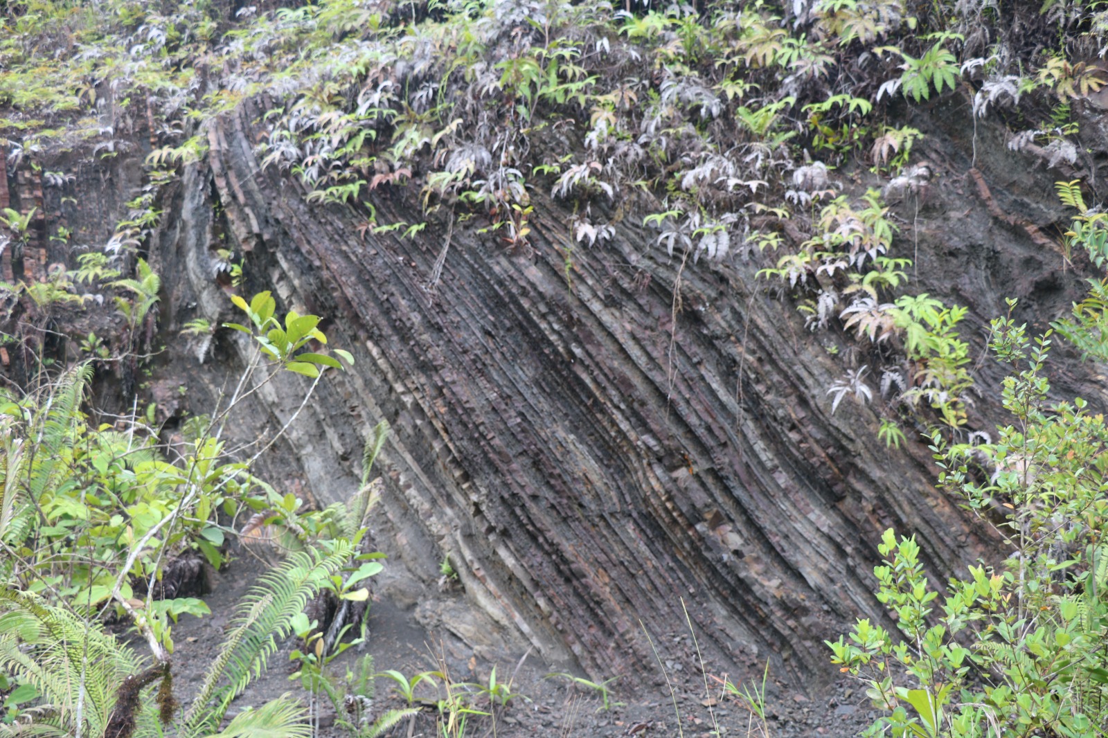 Pedawan Clastics