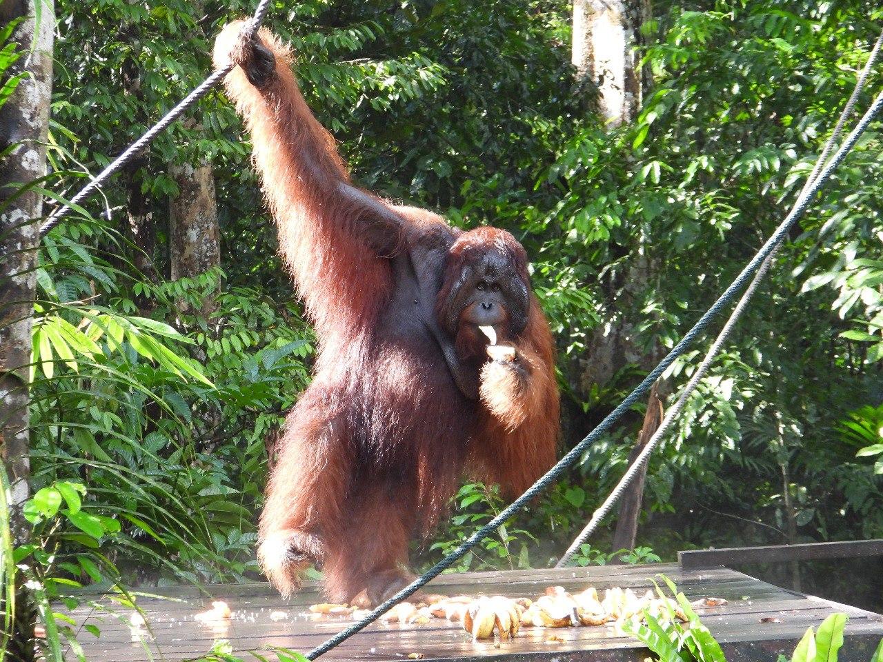 Semenggoh Nature Reserve